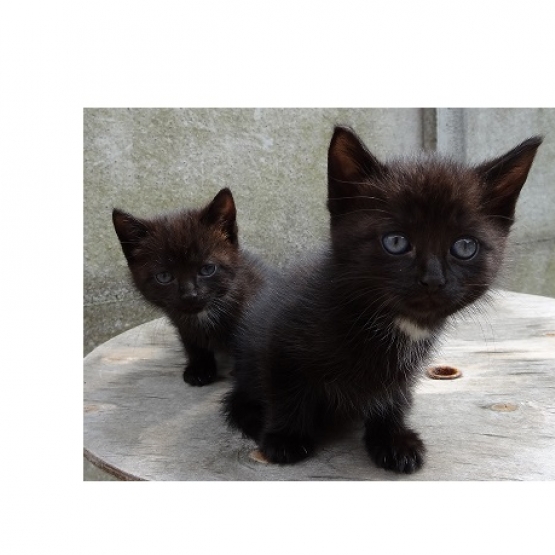 Image pour l'annonce Chatons de type eurpéen, à adopter contre bons soins