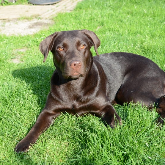 Image pour l'annonce Petite chienne Labrador Chocolat