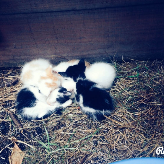 Image pour l'annonce Donne chatons