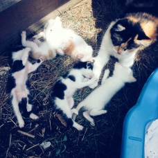 Image pour l'annonce Donne chatons