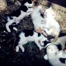 Image pour l'annonce Donne chatons
