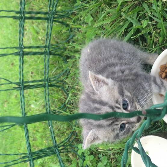 Image pour l'annonce Donne chaton