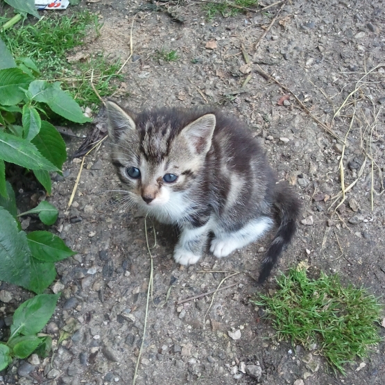 Image pour l'annonce DONNE CHATONS