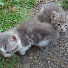 Image pour l'annonce DONNE CHATONS