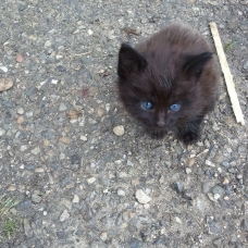 Image pour l'annonce DONNE CHATONS