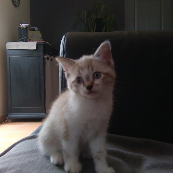 Image pour l'annonce donne chaton
