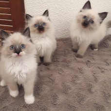 Image pour l'annonce Superbes Chatons Ragdoll non inscrits au Loof