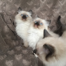 Image pour l'annonce Superbes Chatons Ragdoll non inscrits au Loof