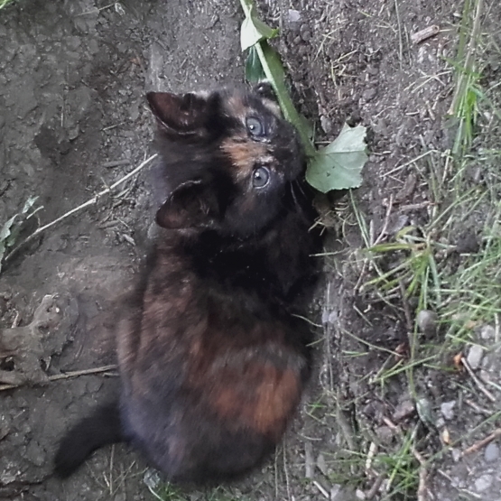 Image pour l'annonce Donne chaton