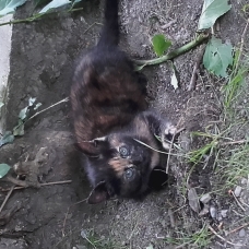 Image pour l'annonce Donne chaton
