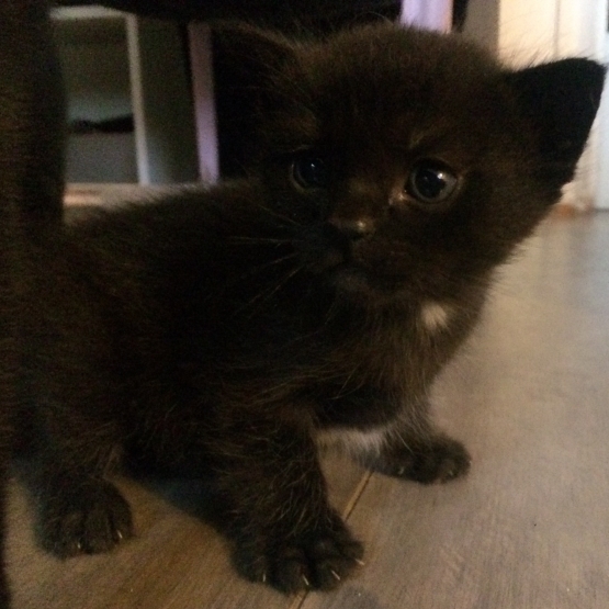 Image pour l'annonce Donne chatons noir