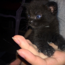 Image pour l'annonce Donne chatons noir