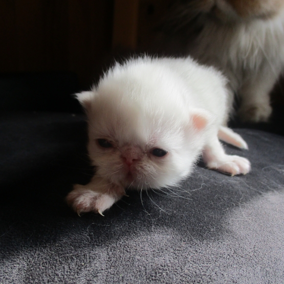 Image pour l'annonce a reserver chaton persan femelle