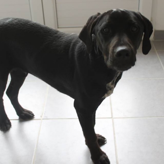 Image pour l'annonce Donne chiot Labrador