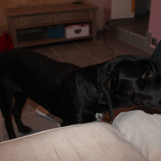 Image pour l'annonce Donne chiot Labrador