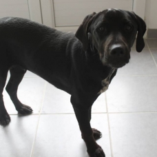 Image pour l'annonce Donne chiot Labrador