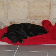 Image pour l'annonce Donne chiot Labrador