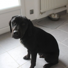 Image pour l'annonce Donne chiot Labrador