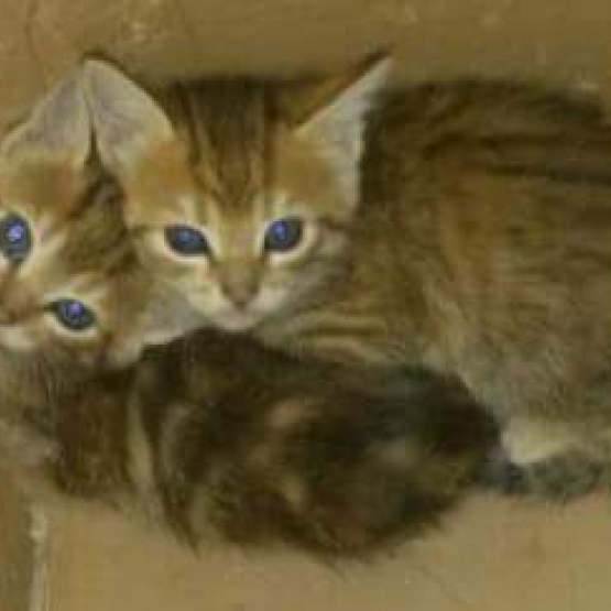 Image pour l'annonce Donne chatons tigrés léopard