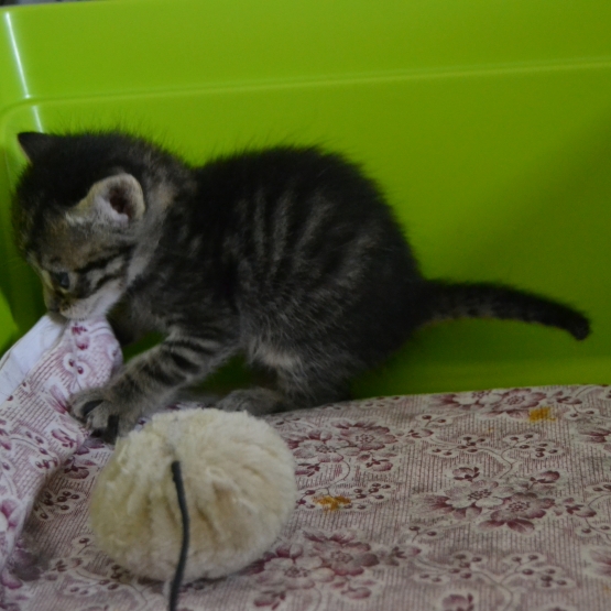 Image pour l'annonce Donne 2 chatons joueurs et câlins