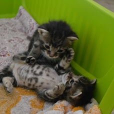 Image pour l'annonce Donne 2 chatons joueurs et câlins