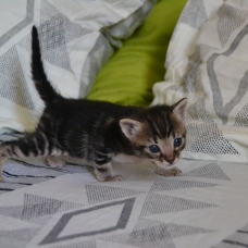 Image pour l'annonce Donne 2 chatons joueurs et câlins