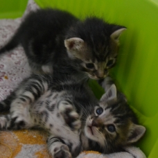 Image pour l'annonce Donne 2 chatons joueurs et câlins