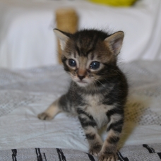 Image pour l'annonce Donne 2 chatons joueurs et câlins