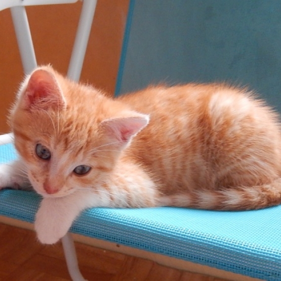 Image pour l'annonce Marcus, mâle de 2 mois à adopter