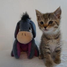 Image pour l'annonce Mauro, mâle de 2 mois à adopter