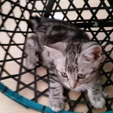 Image pour l'annonce Mister, mâle de 2 mois à adopter