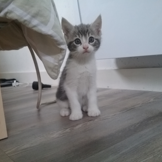 Image pour l'annonce donne chatons