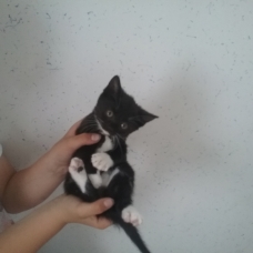 Image pour l'annonce donne chatons