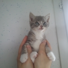 Image pour l'annonce donne chatons