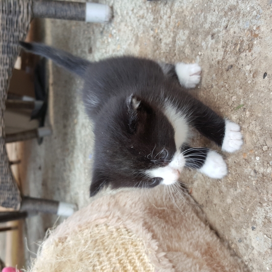 Image pour l'annonce donne chaton femelle type angora