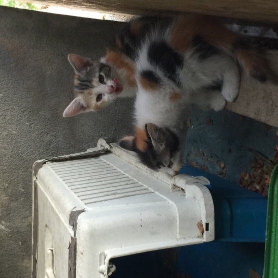 Image pour l'annonce Don chatons