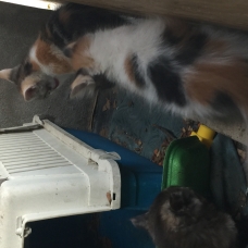 Image pour l'annonce Don chatons