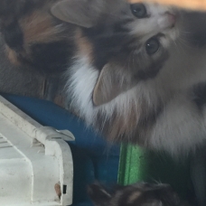 Image pour l'annonce Don chatons