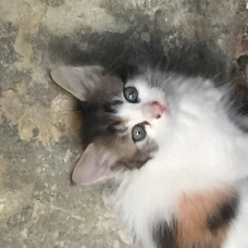 Image pour l'annonce Don chatons