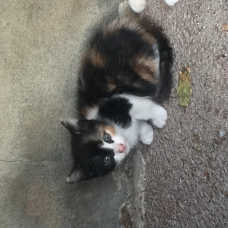 Image pour l'annonce Don chatons