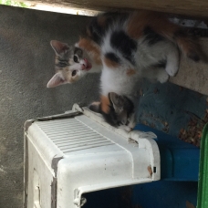 Image pour l'annonce Don chatons