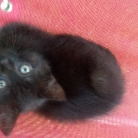 Image pour l'annonce donne chaton