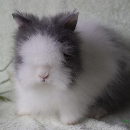 Image pour l'annonce bébés lapins nains