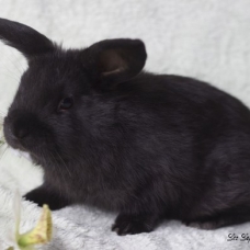 Image pour l'annonce bébés lapins nains