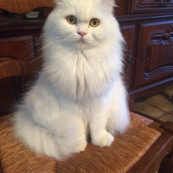 Image pour l'annonce vends chatons scottish