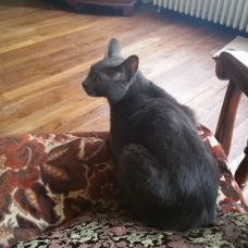 Image pour l'annonce Donne Roméo chat gris