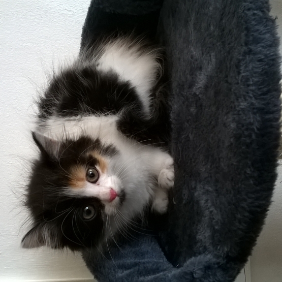 Image pour l'annonce dinne chaton