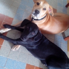 Image pour l'annonce Done labrador croisé berger allemand