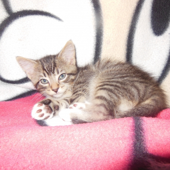 Image pour l'annonce donne adorable chaton mâle