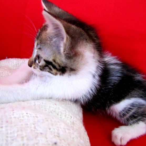 Image pour l'annonce donne 2 chatons un male une femelle
